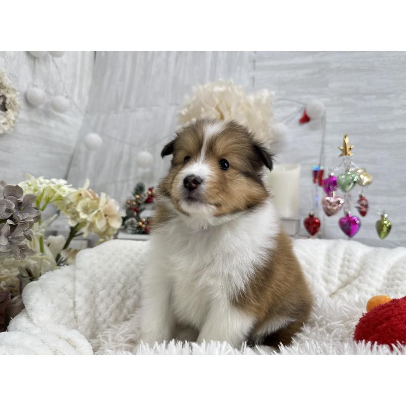 販売中の京都府のシェットランドシープドッグ(シェルティ)-430763の1枚目