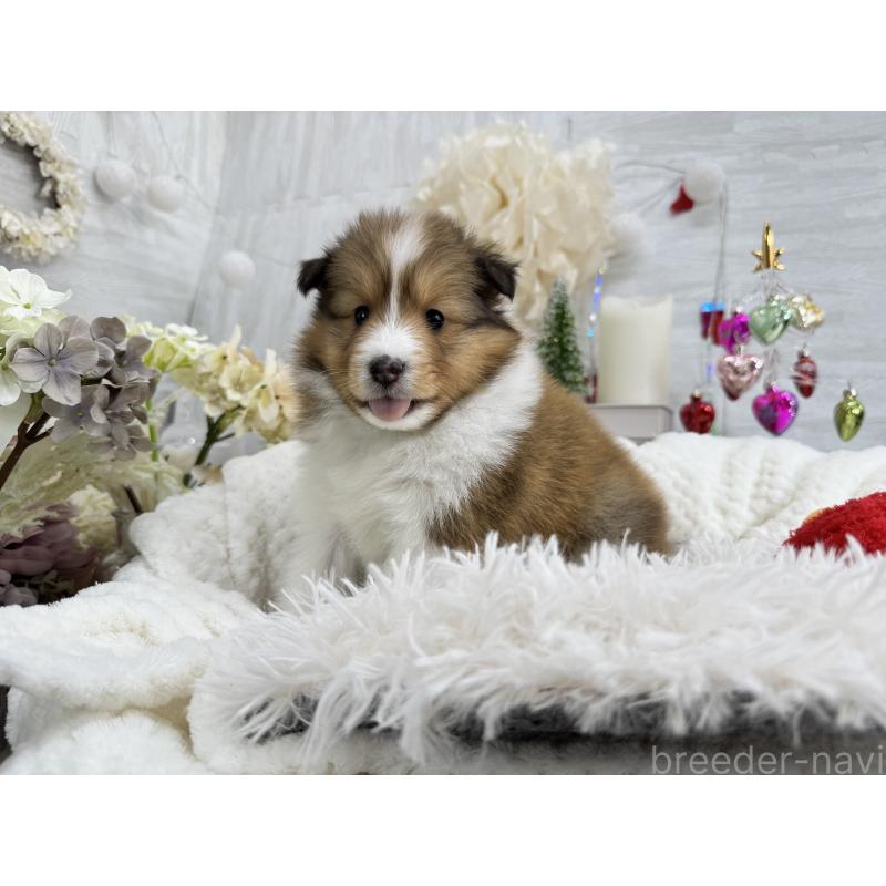 販売中の京都府のシェットランドシープドッグ(シェルティ)-430763の3枚目