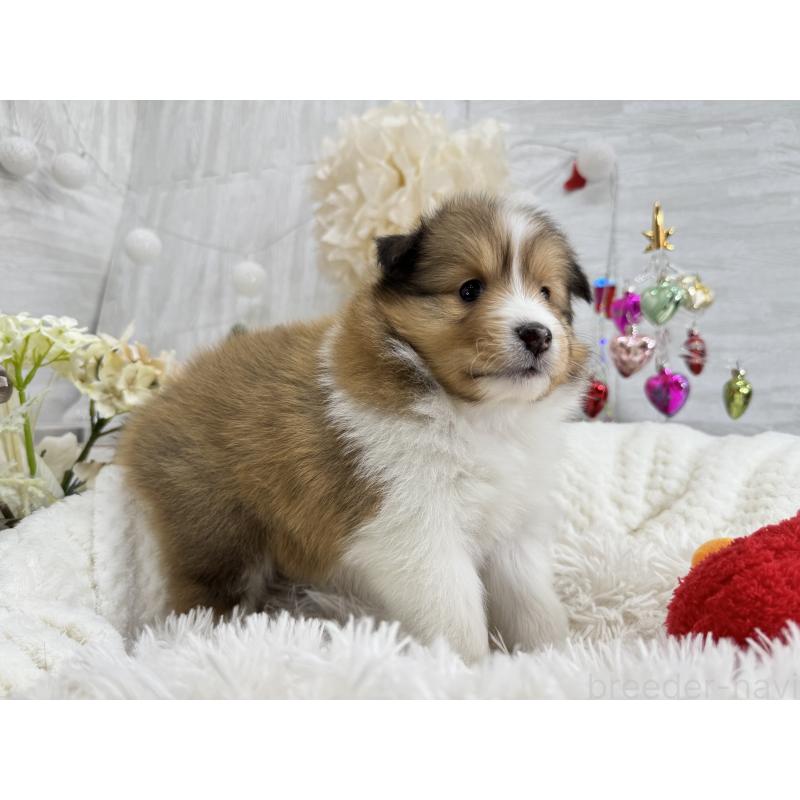 販売中の京都府のシェットランドシープドッグ(シェルティ)-430763の2枚目