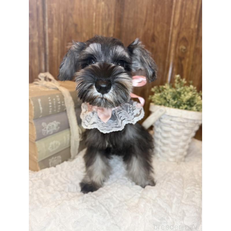 販売中の茨城県のミニチュアシュナウザー-430764の6枚目