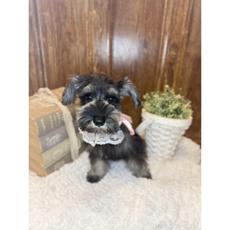 販売中の茨城県のミニチュアシュナウザー-430764の5枚目