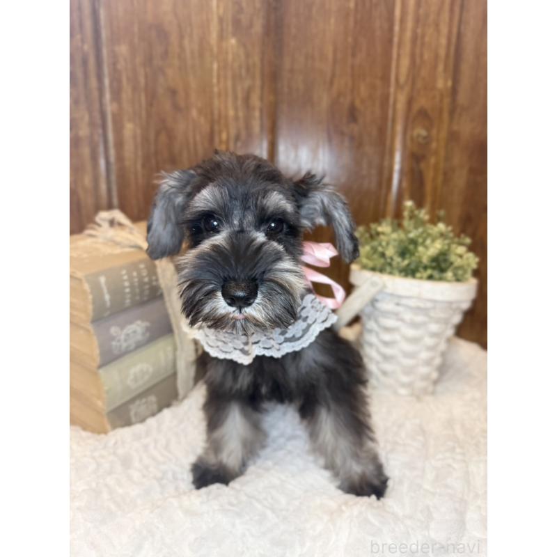 販売中の茨城県のミニチュアシュナウザー-430764の4枚目