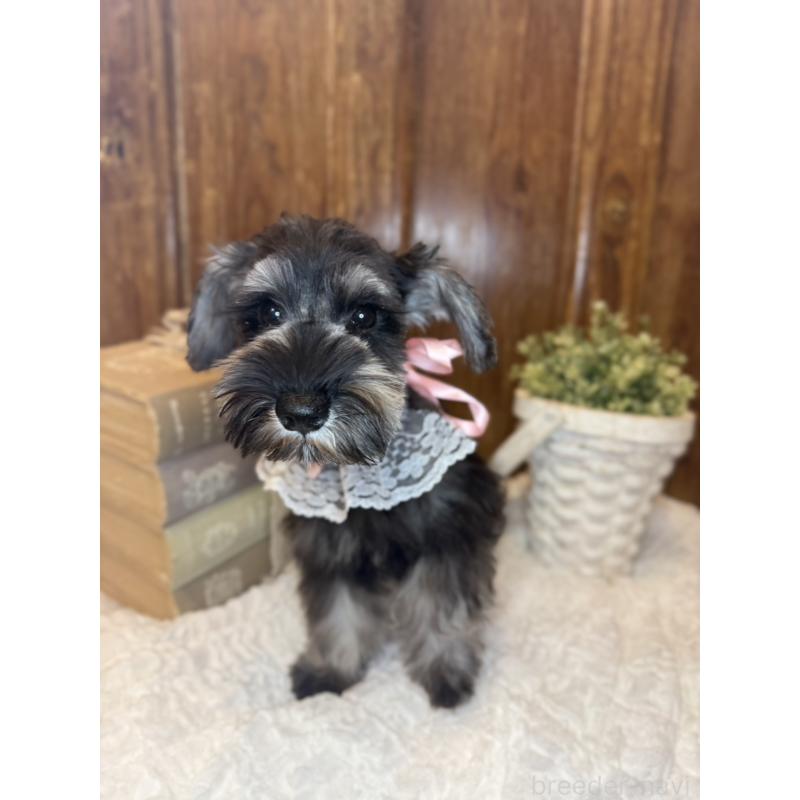 販売中の茨城県のミニチュアシュナウザー-430764の3枚目