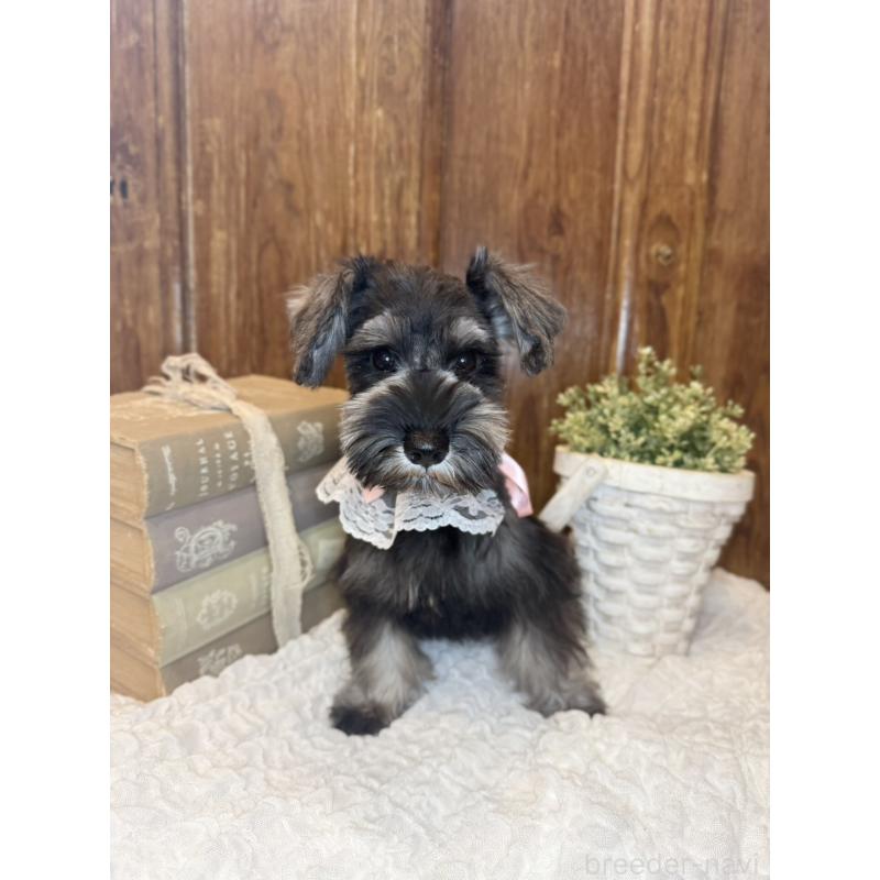 販売中の茨城県のミニチュアシュナウザー-430764の2枚目