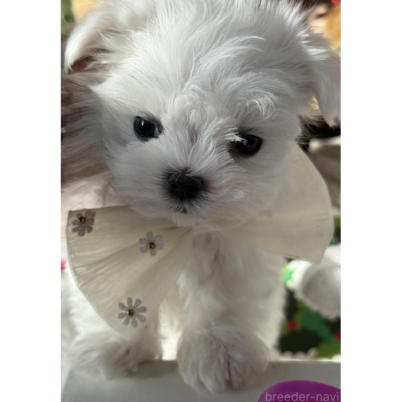 販売中の宮崎県のマルチーズ-428092の10枚目