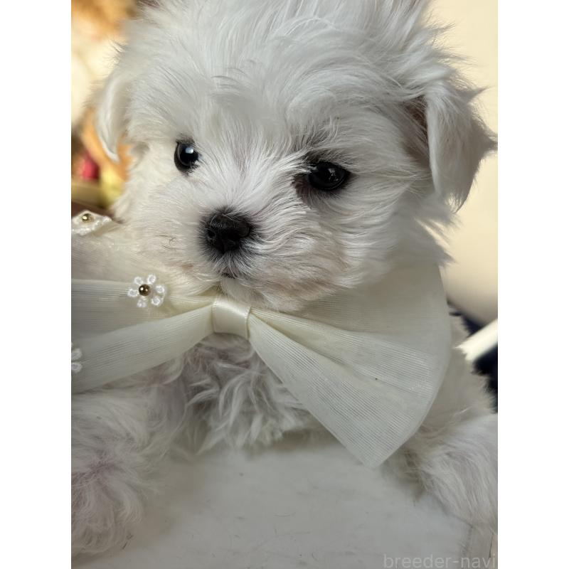 販売中の宮崎県のマルチーズ-428092の9枚目