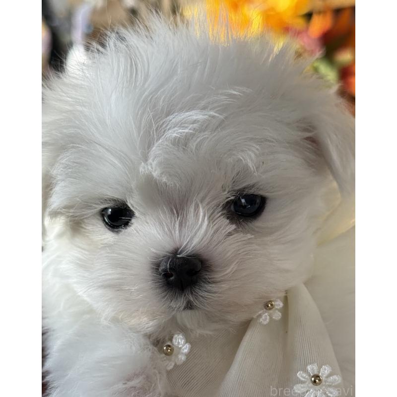 販売中の宮崎県のマルチーズ-428092の8枚目