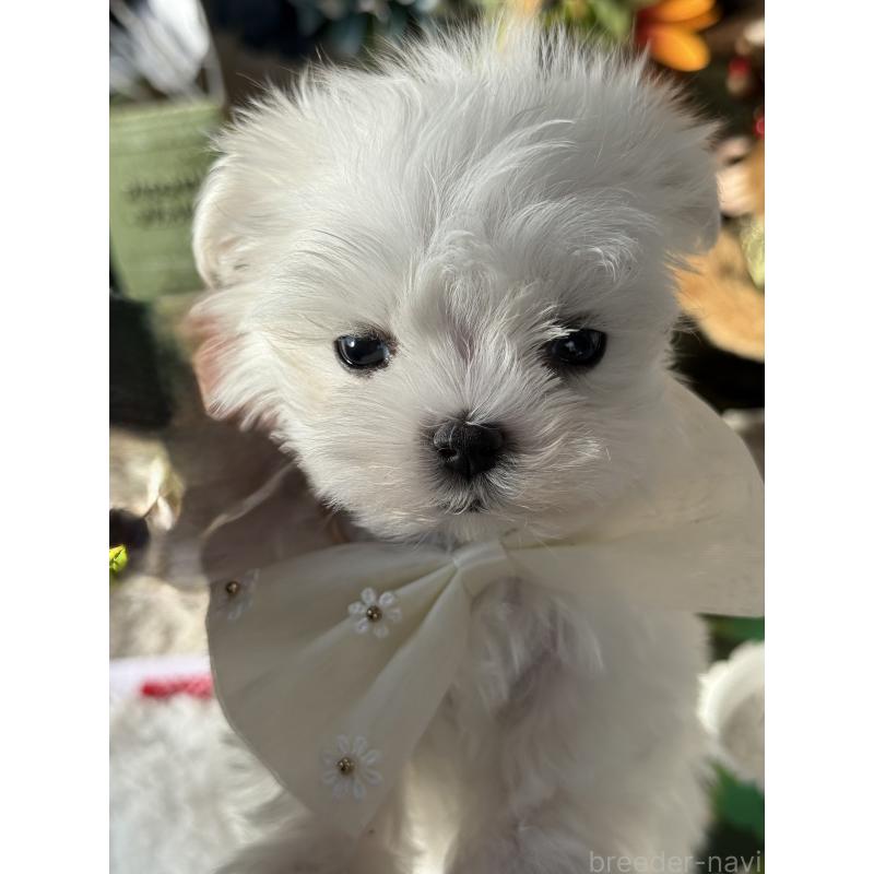 販売中の宮崎県のマルチーズ-428092の7枚目