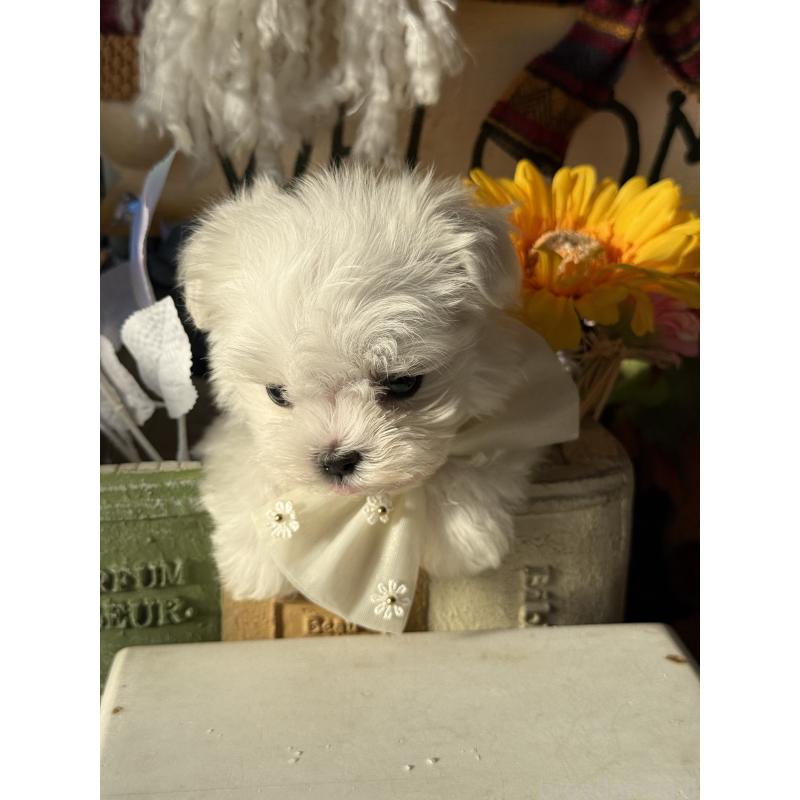 販売中の宮崎県のマルチーズ-428092の6枚目