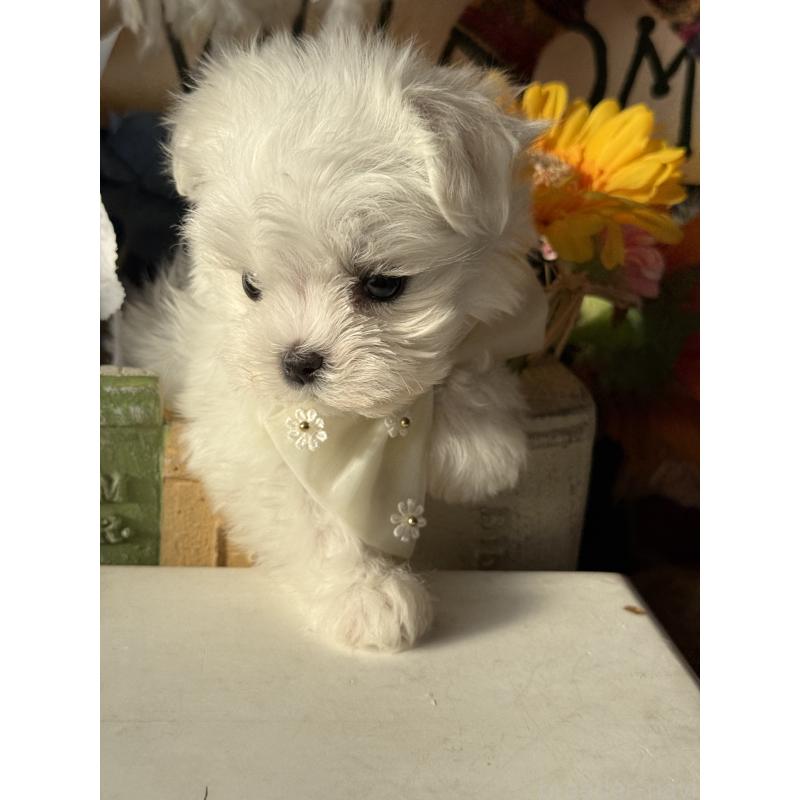 販売中の宮崎県のマルチーズ-428092の5枚目