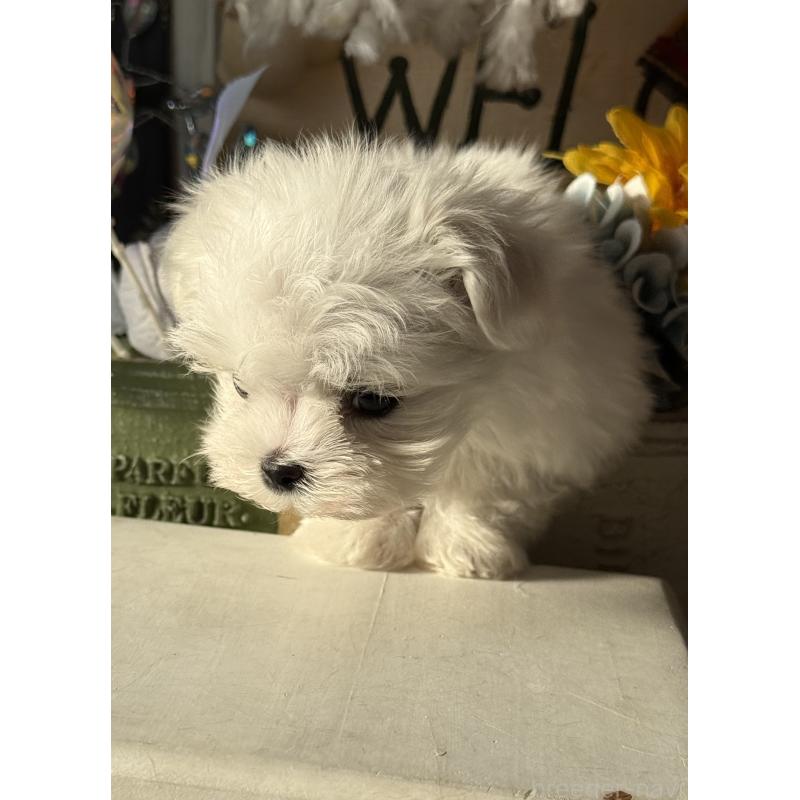 販売中の宮崎県のマルチーズ-428092の4枚目