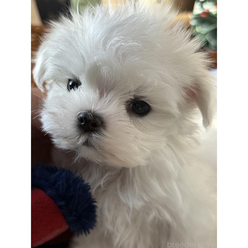 販売中の宮崎県のマルチーズ-428092の3枚目