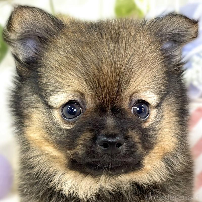 販売中の滋賀県のポメチワ:ポメラニアン×チワワ-429116