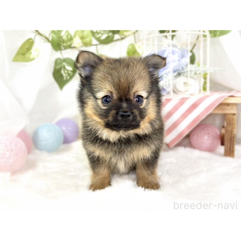 成約済の滋賀県のポメチワ:ポメラニアン×チワワ-429116の4枚目