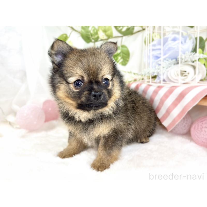 成約済の滋賀県のポメチワ:ポメラニアン×チワワ-429116の3枚目