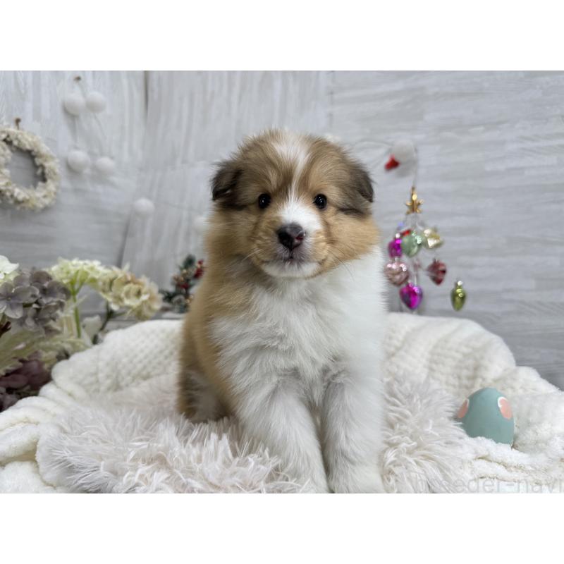 販売中の京都府のシェットランドシープドッグ(シェルティ)-430774