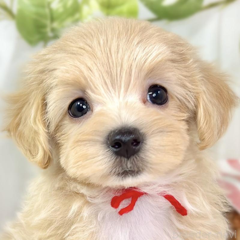 販売中の滋賀県のマルプー:マルチーズ×トイプードル-429117