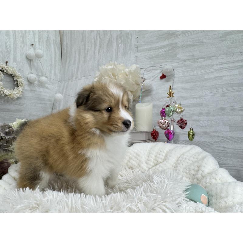 販売中の京都府のシェットランドシープドッグ(シェルティ)-430774の8枚目