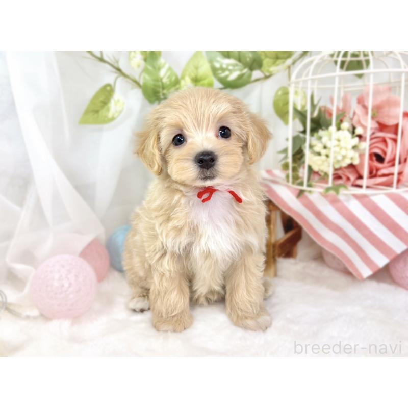 成約済の滋賀県のマルプー:マルチーズ×トイプードル-429117の4枚目