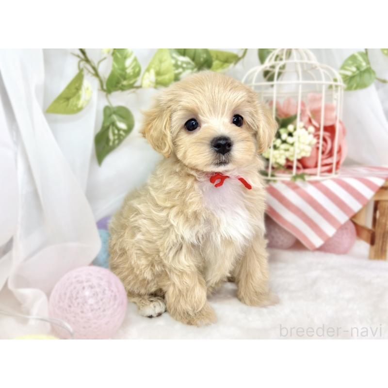 成約済の滋賀県のマルプー:マルチーズ×トイプードル-429117の3枚目