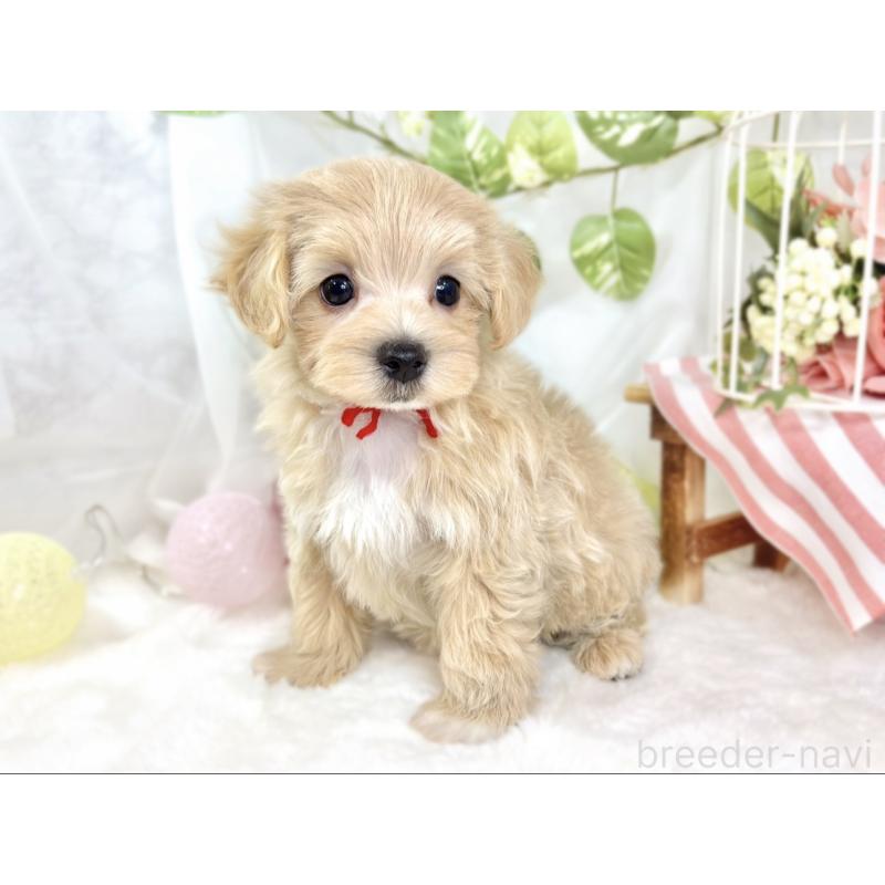 成約済の滋賀県のマルプー:マルチーズ×トイプードル-429117の2枚目