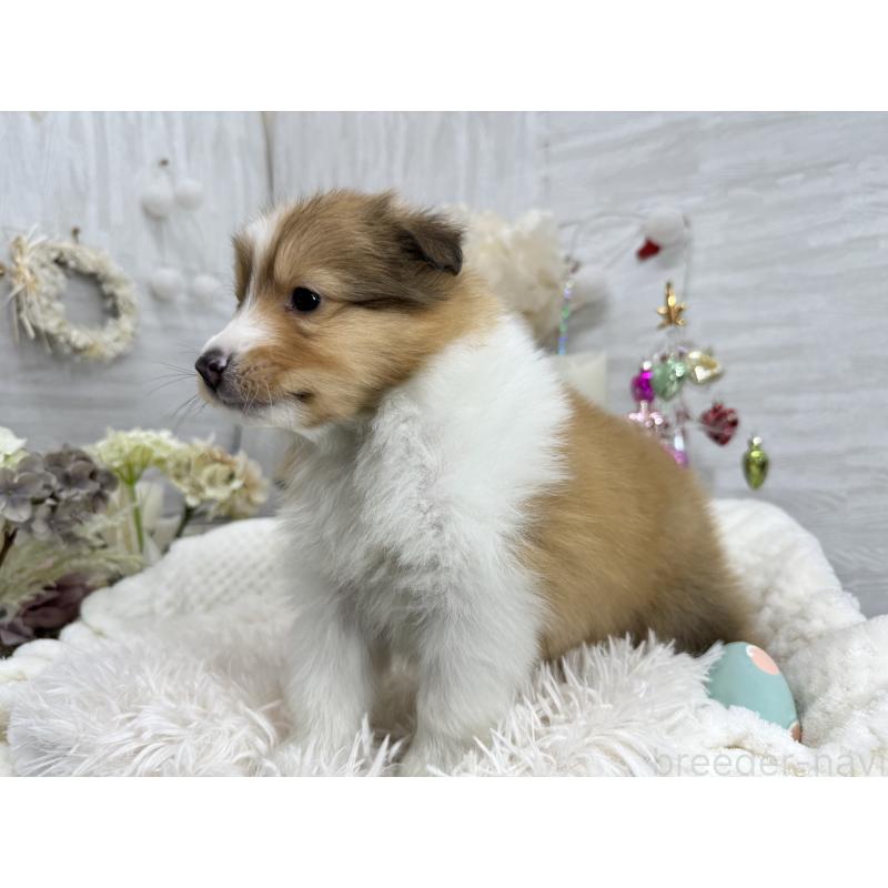 販売中の京都府のシェットランドシープドッグ(シェルティ)-430774の7枚目