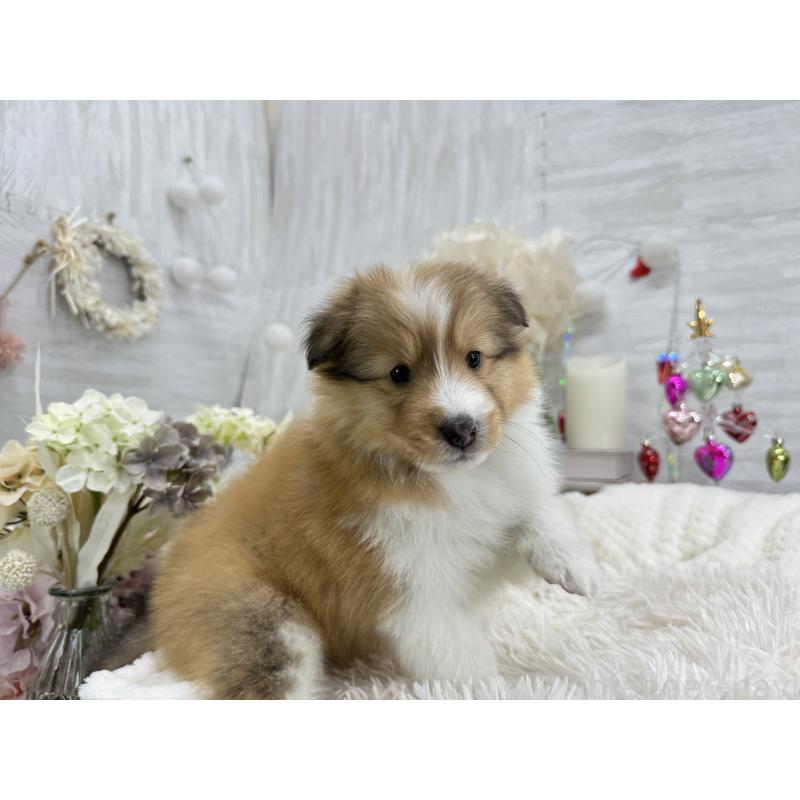 販売中の京都府のシェットランドシープドッグ(シェルティ)-430774の6枚目