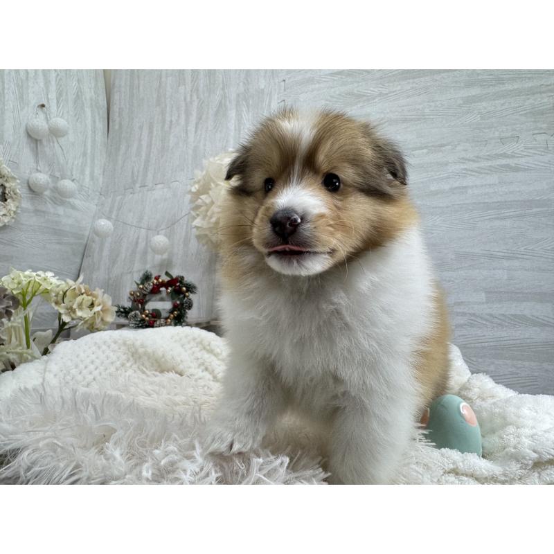 販売中の京都府のシェットランドシープドッグ(シェルティ)-430774の5枚目