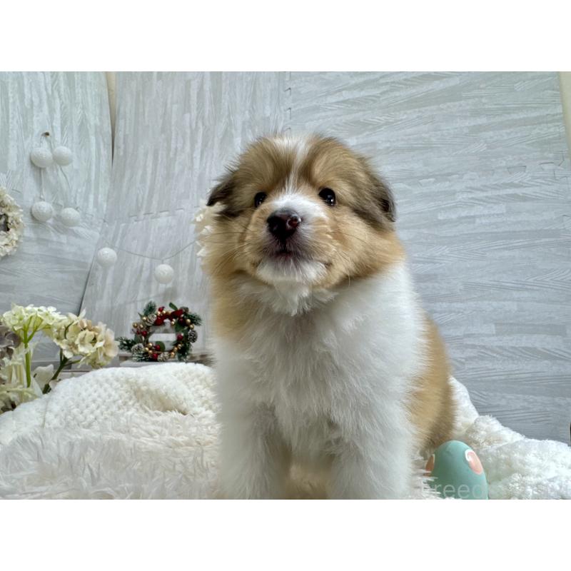 販売中の京都府のシェットランドシープドッグ(シェルティ)-430774の4枚目