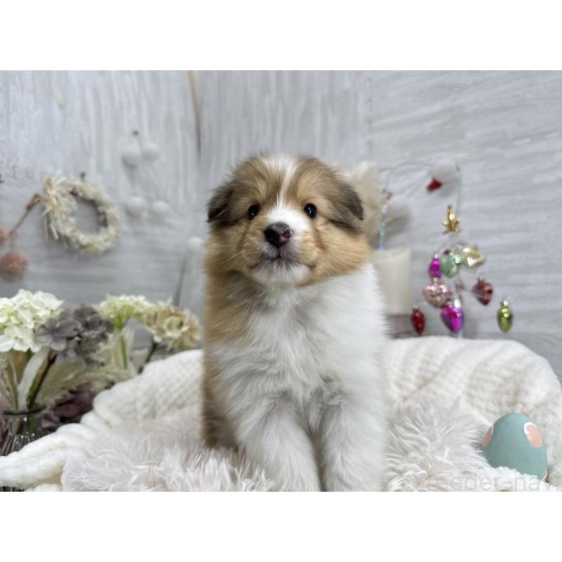 販売中の京都府のシェットランドシープドッグ(シェルティ)-430774の3枚目