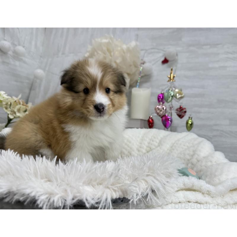 販売中の京都府のシェットランドシープドッグ(シェルティ)-430774の2枚目