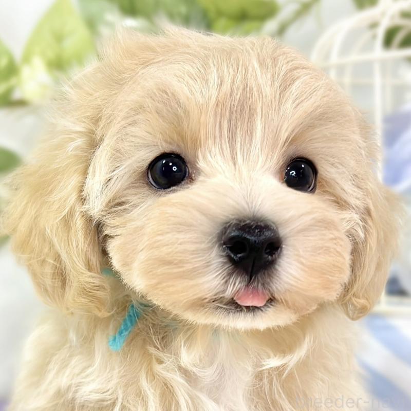 販売中の滋賀県のマルプー:マルチーズ×トイプードル-429118