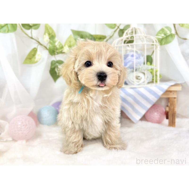 成約済の滋賀県のマルプー:マルチーズ×トイプードル-429118の3枚目