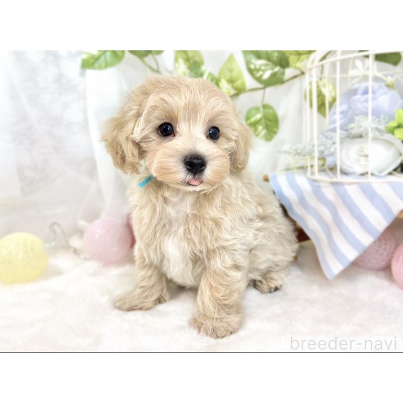 成約済の滋賀県のマルプー:マルチーズ×トイプードル-429118の4枚目