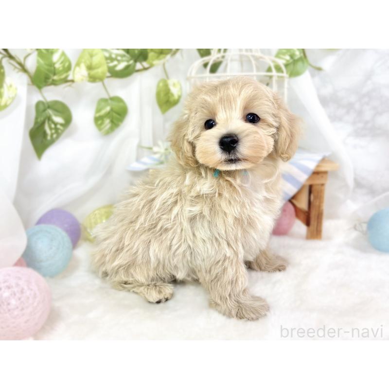 成約済の滋賀県のマルプー:マルチーズ×トイプードル-429118の2枚目