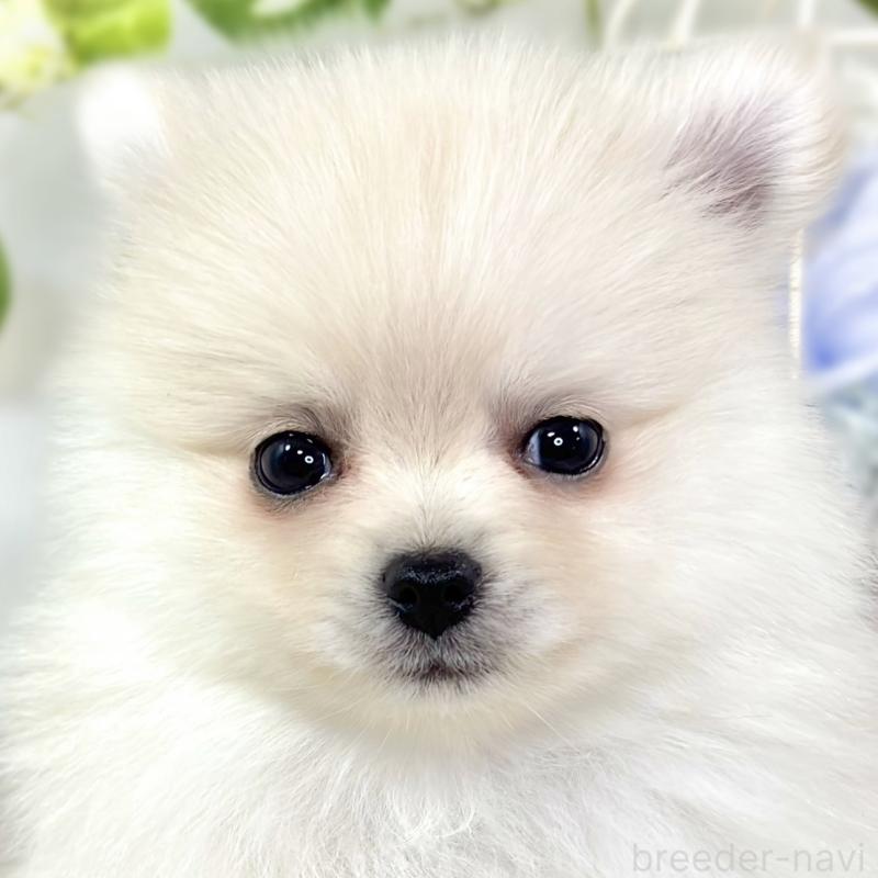 販売中ののポメラニアン-429121
