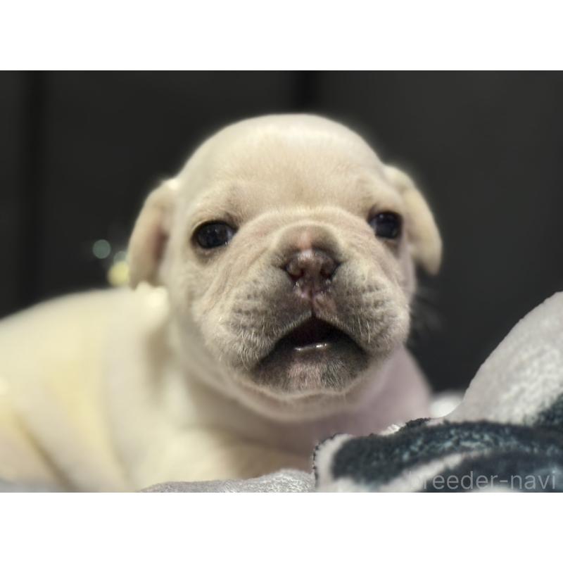 販売中の香川県のフレンチブルドッグ-429539