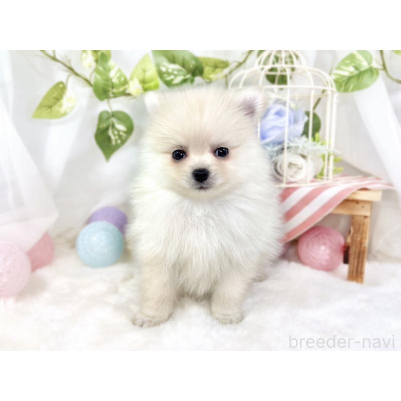 成約済の滋賀県のポメラニアン-429121の4枚目