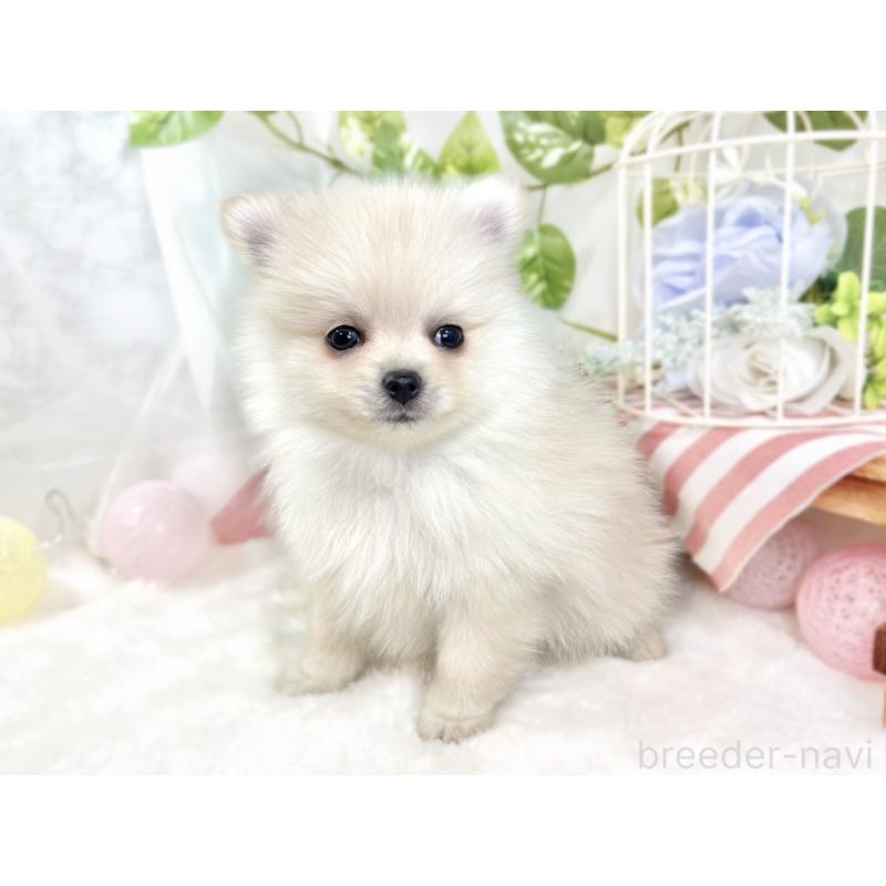 成約済の滋賀県のポメラニアン-429121の3枚目