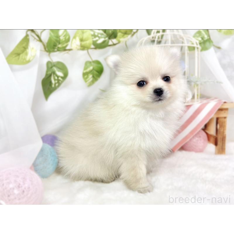 成約済の滋賀県のポメラニアン-429121の2枚目