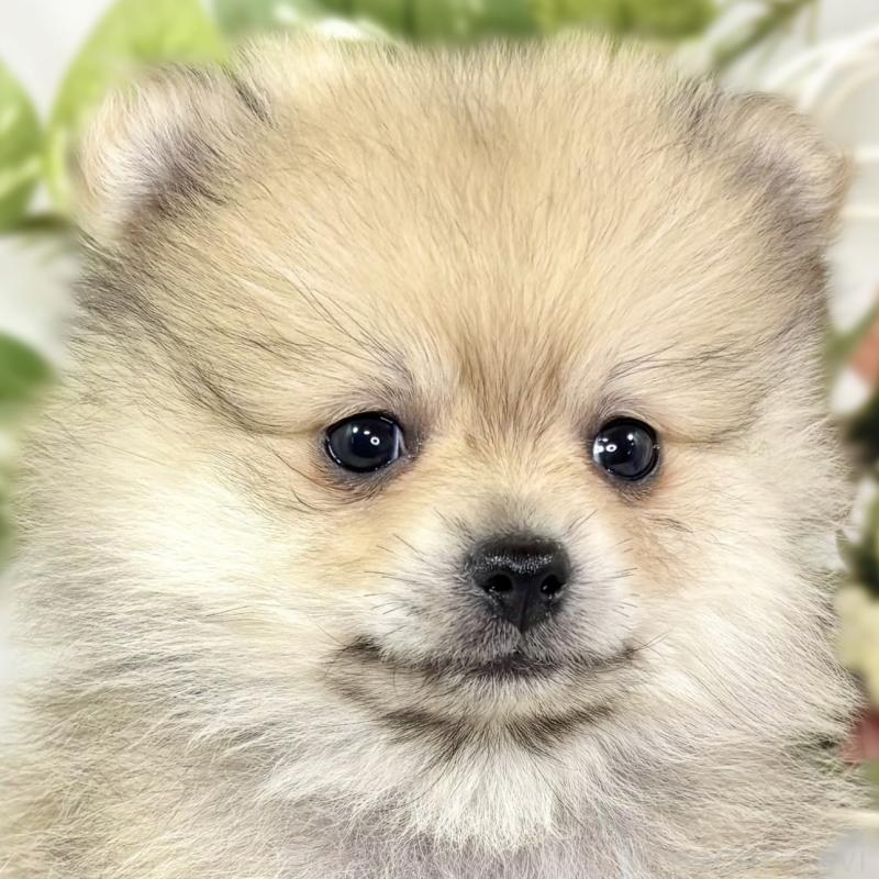 成約済の滋賀県のポメラニアン-429122の1枚目