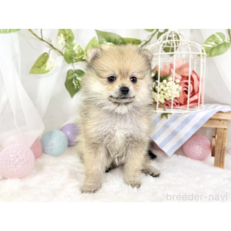 成約済の滋賀県のポメラニアン-429122の4枚目