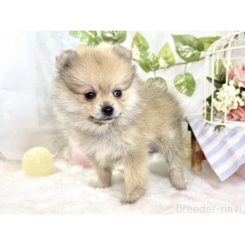 成約済の滋賀県のポメラニアン-429122の2枚目