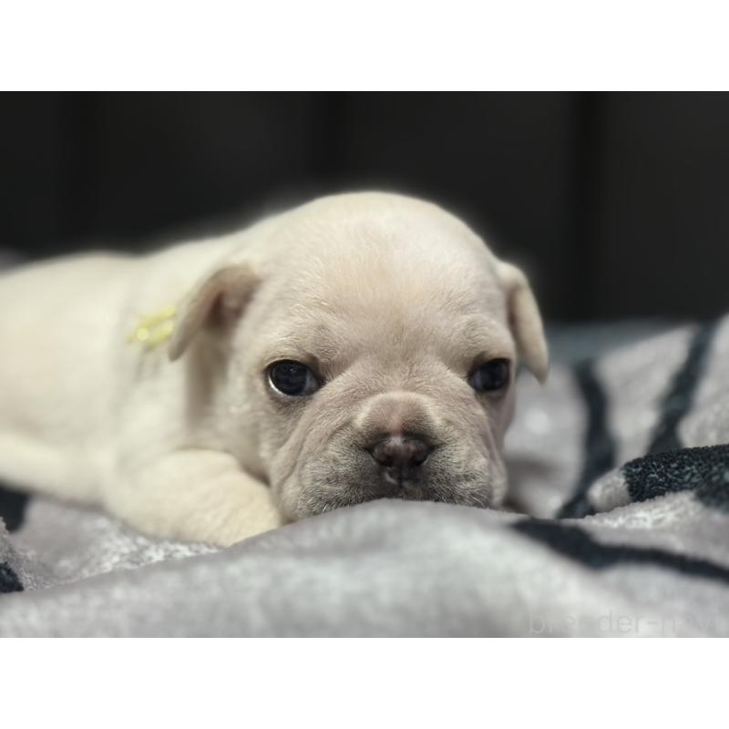 成約済の香川県のフレンチブルドッグ-429539の5枚目