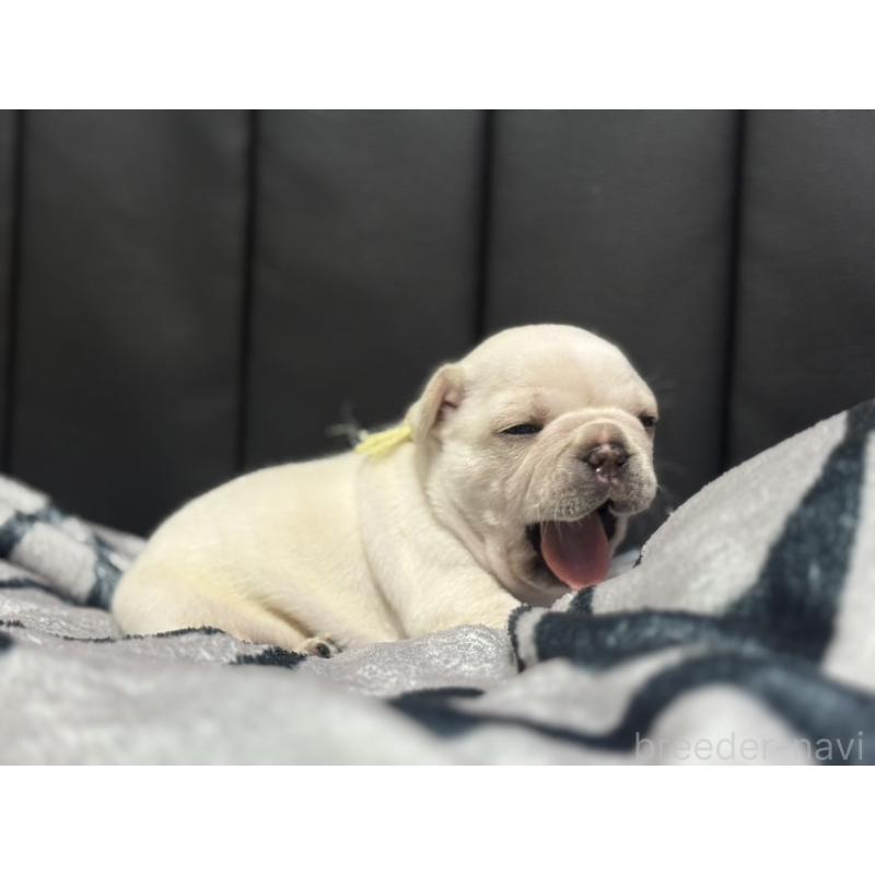 成約済の香川県のフレンチブルドッグ-429539の4枚目