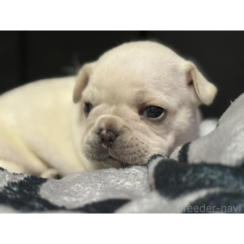 成約済の香川県のフレンチブルドッグ-429539の3枚目