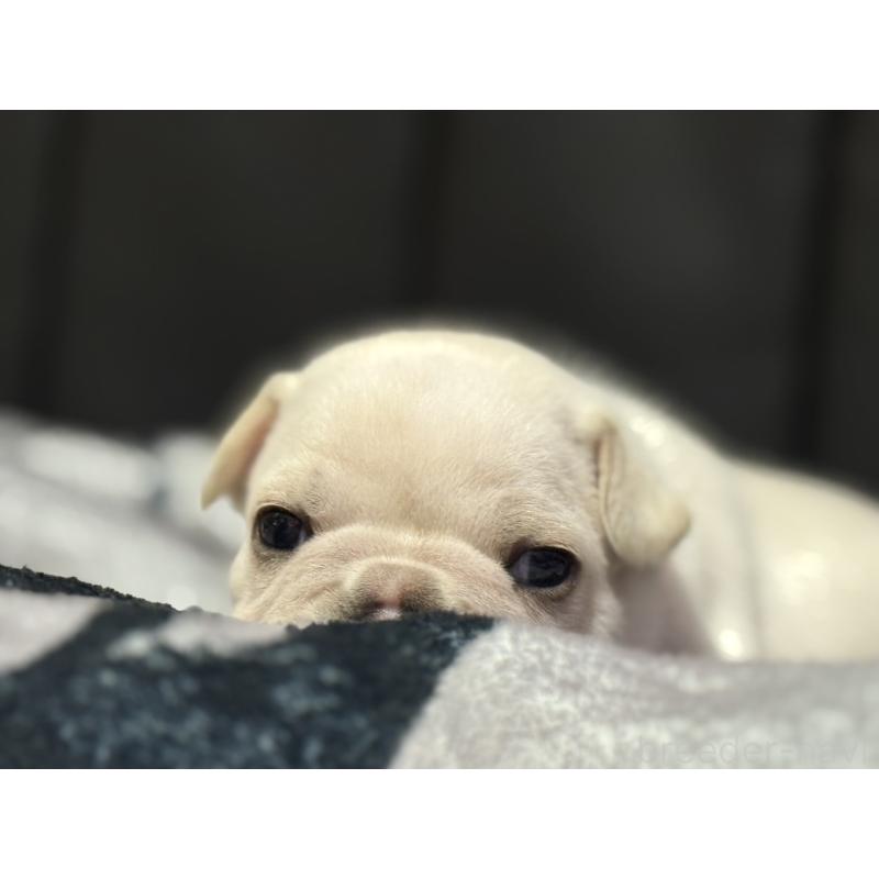 成約済の香川県のフレンチブルドッグ-429539の2枚目