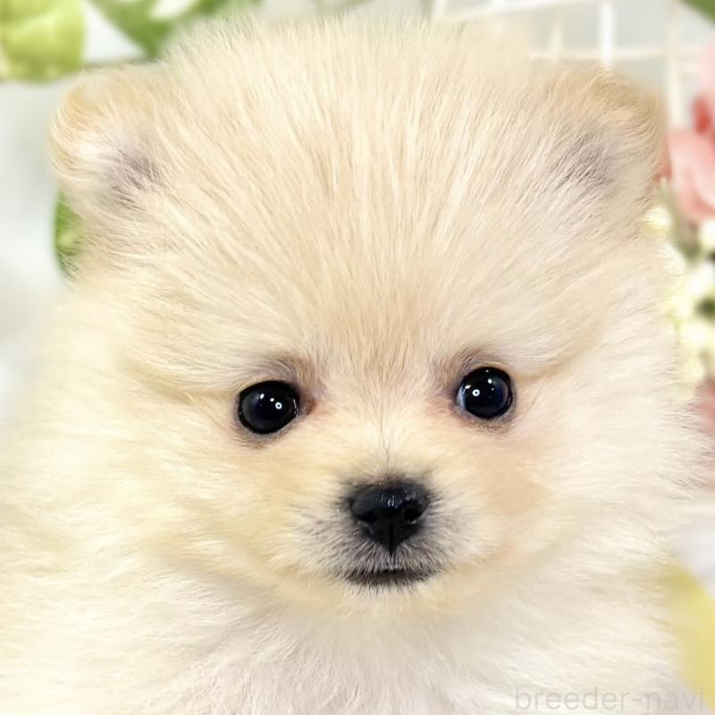 販売中の滋賀県のポメラニアン-429123