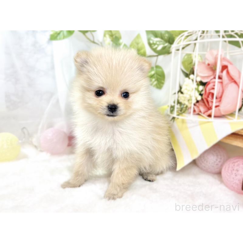 成約済の滋賀県のポメラニアン-429123の3枚目