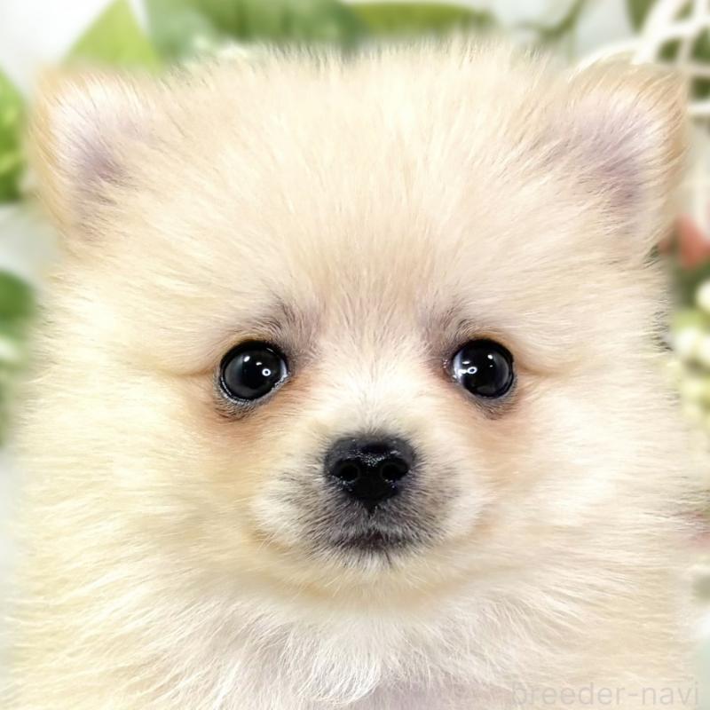 成約済の滋賀県のポメラニアン-429124の1枚目